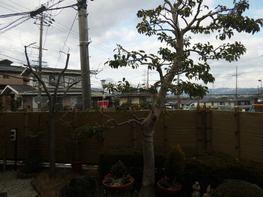 植栽　桜